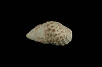 藏品(白葚蟹守螺)的圖片